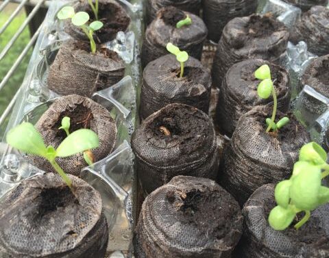 Starting Seeds Indoors with Recycled Items