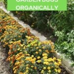 How to Get Rid of Garden Bugs Organically (Easy Natural Methods)