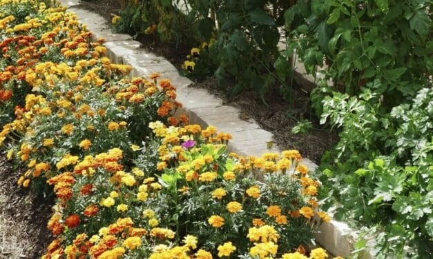 How to Get Rid of Garden Bugs Organically (Easy Natural Methods)