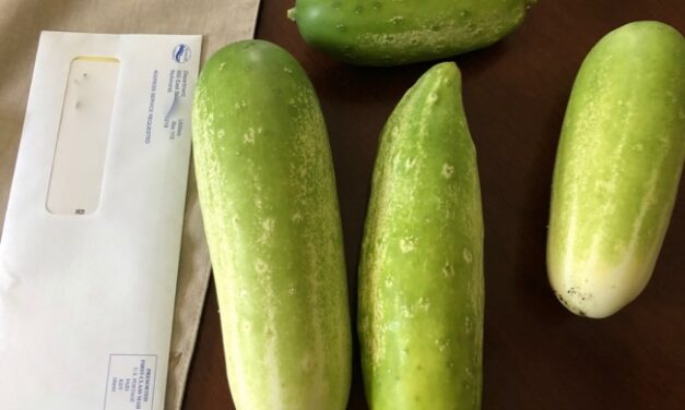 Cucumber Recipes for Overgrown Cucumbers