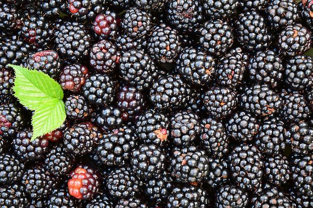 tips for picking blackberries