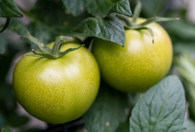 green tomato recipe 