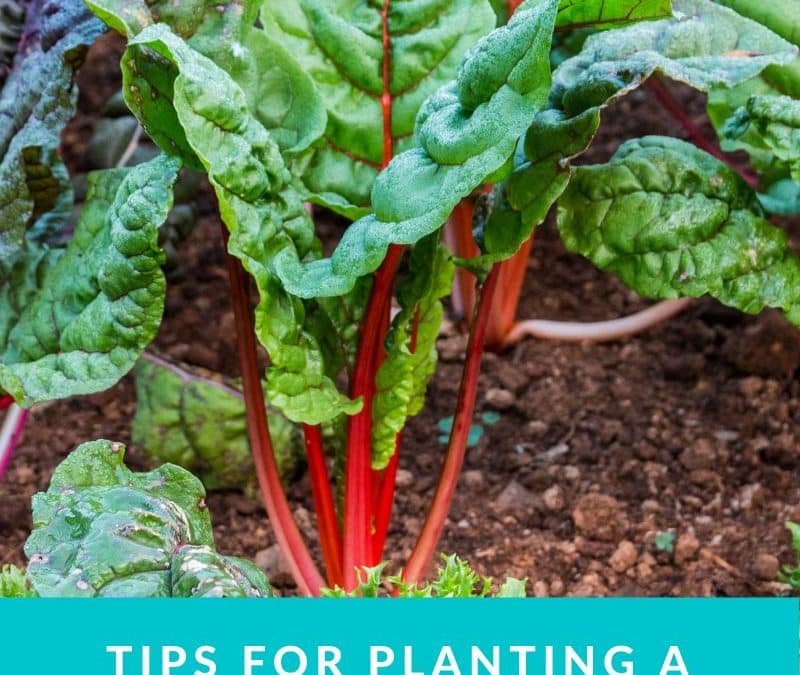 The Most Important Fall Gardening Tips You Will Need