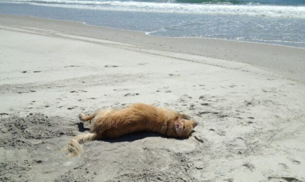 Why Does my Dog Roll in Dirt?