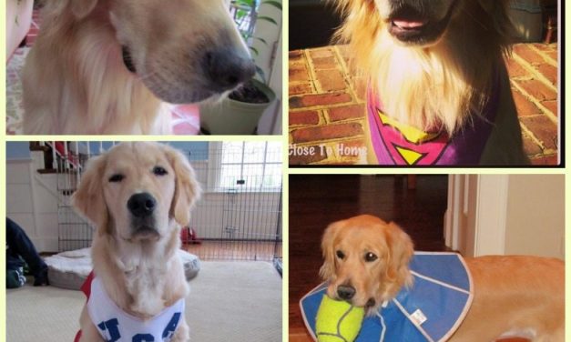 How to Capture Photos of your Funny Pets