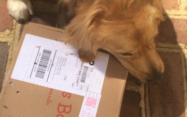 Bugsy’s Dog Subscription Box