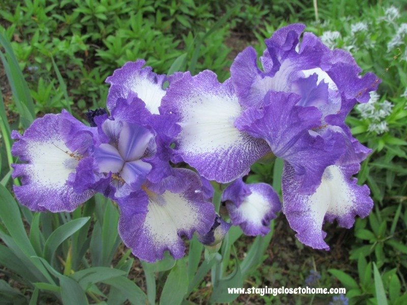 irises