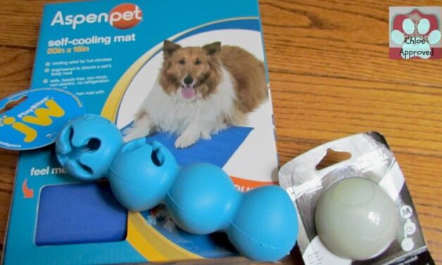 Great Pet Products to keep your Pup Active in the Summer