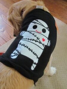 Halloween-gear-for-dogs