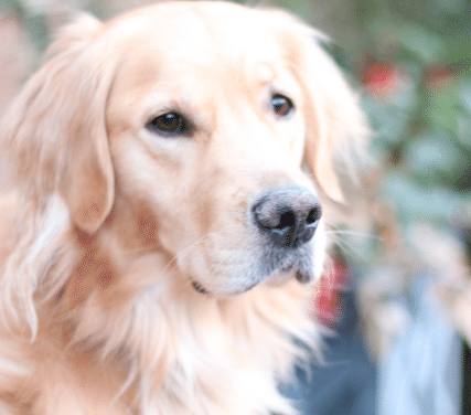 Easy DIY Toys For Dogs: Pet Guide Spotlight
