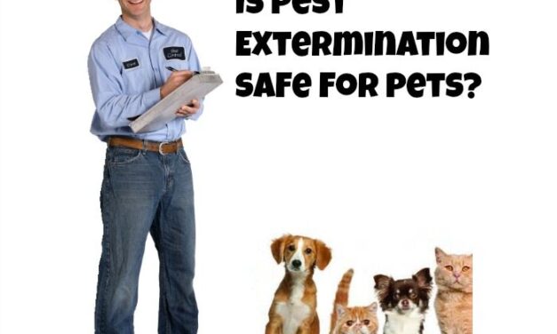 Is Using a Pest Exterminator Safe for your Pets?