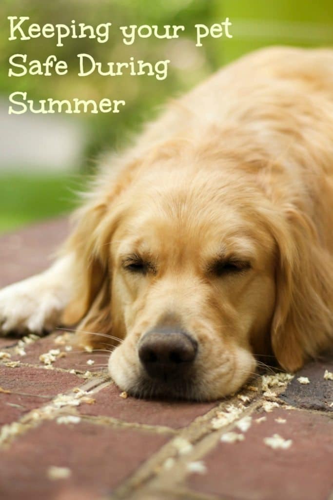 How to Keep Dogs Safe in the Summer