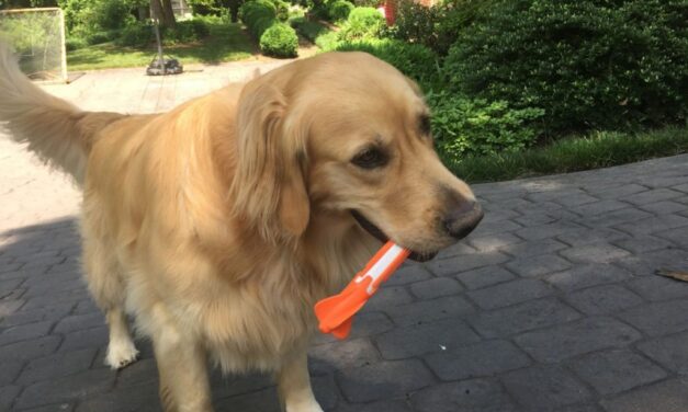 Best New Dog Toys To Keep Dogs Active