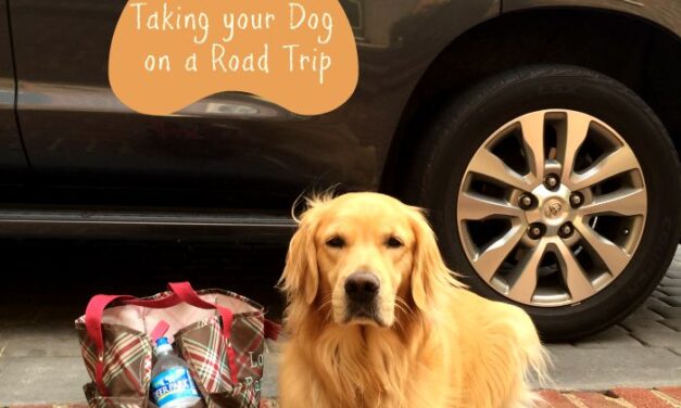 5 Packing Tips For Traveling With Your Dog