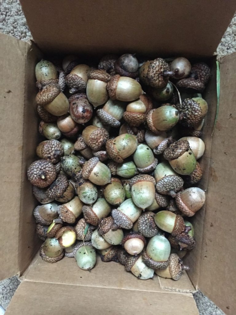 BOx-of-acorns picked off ground