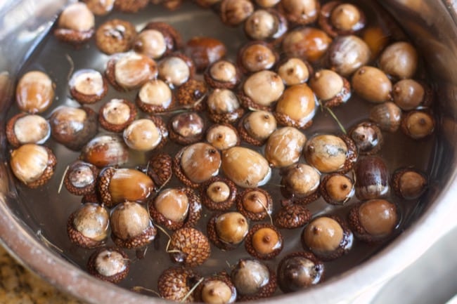 acorns in a bowl of water to preserve them 