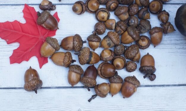 Decorating and Preserving Acorns for Fall Decor