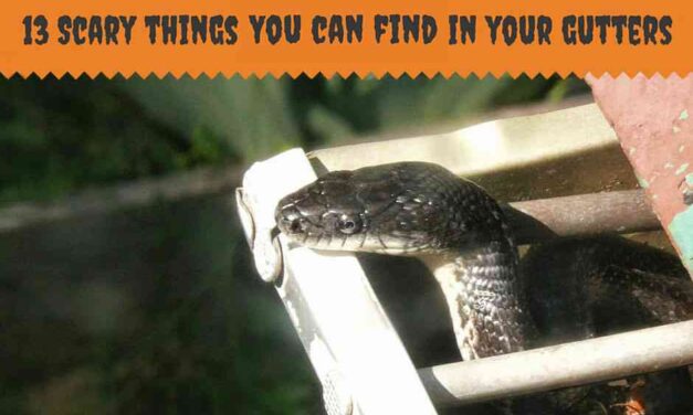 13 Scary Things That Could Be Lurking in Your Gutters