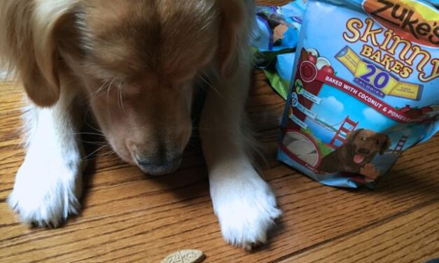 Pet Stocking Stuffer Ideas