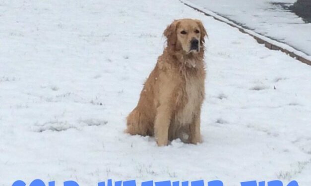 Vital Cold Weather Tips for Dogs