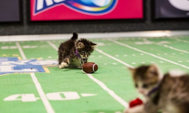 Calling Cat Lovers to Watch the Kitten Bowl #kittenbowl
