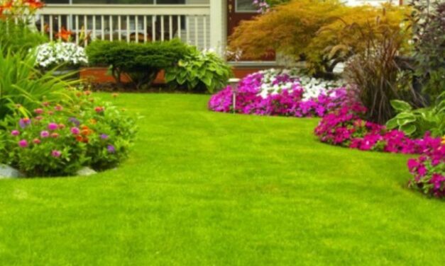 Tips to Have a Green Lawn this Spring