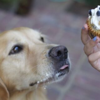 Homemade dog cakes made with blueberries, pupcakes recipes