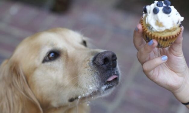 Simple Dog Cupcake Recipe: Blueberry Dog Cake
