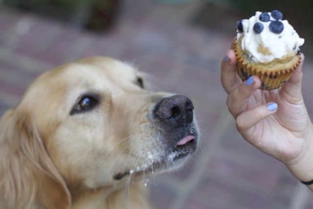 dog eating her Blueberry Pup cakes