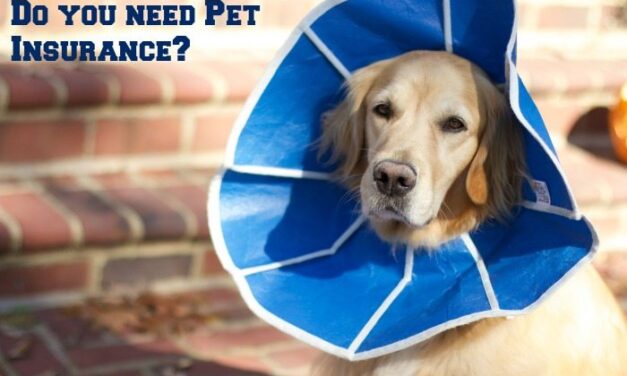 Do You Have Pet Insurance to cover the unexpected?