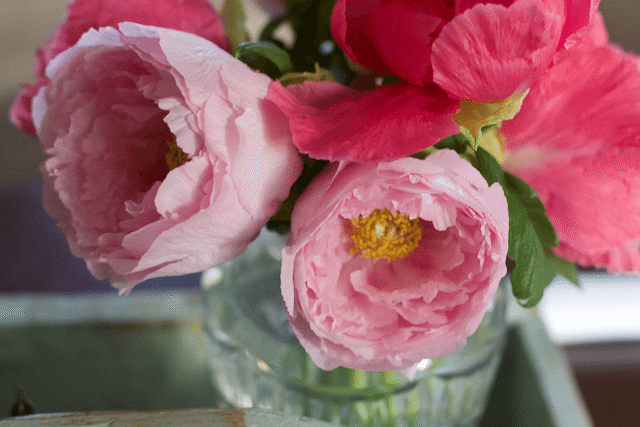 How to Properly Cut Peony Flowers to Bring Indoors