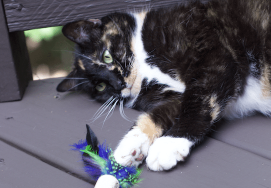 Inexpensive DIY Easy Feather Cork Cat Toys