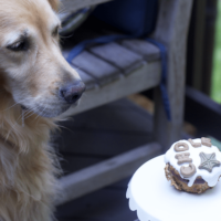 Single Dog Cake Recipe (Grain Free)
