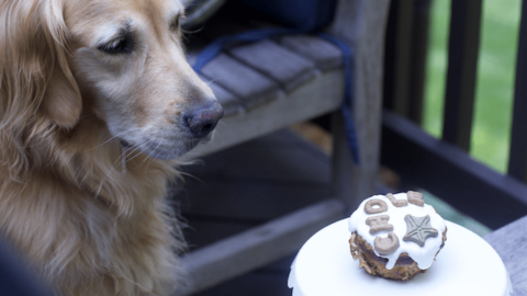 hypoallergenic dog cake