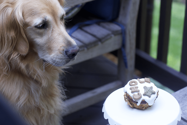 Impossibly Easy Four Ingredient Dog Cake for One grain free dog cake recipe! 