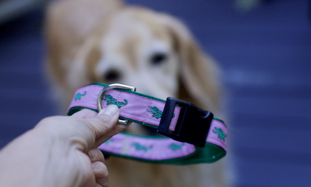 How to Make Adjustable Dog Collar: DIY Pet Projects: