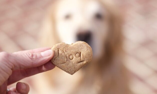 Best 4 Ingredient Peanut Butter Dog Treats