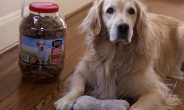 Shopping for Pet Supplies at BJ’s Wholesale Club