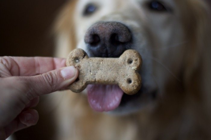 Dog Biscuits that Taste Like HOmemade 2Dog Games to Play with Dog Treats that Taste Homemade