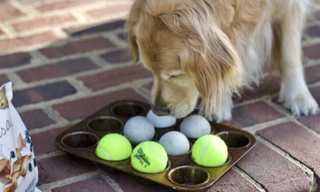 Dog Games to Play with Dog Treats