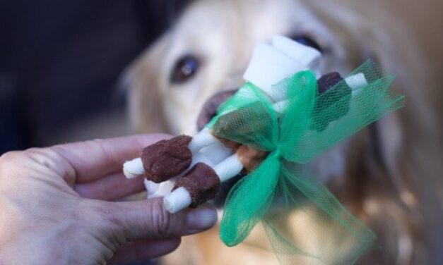 How to Host an Inexpensive Dog Birthday Party