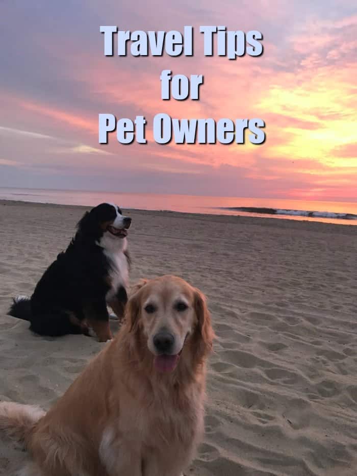 Stress Free Travel Tips for Pet Owners