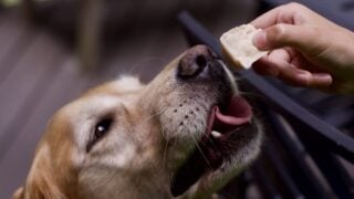 Peanut Butter Frozen Dog Treats