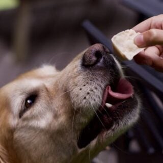 homemade Peanut Butter Frosty Paws dog treats