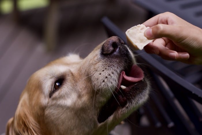 homemade Peanut Butter Frosty Paws being held infront of golden retriever with tongue out