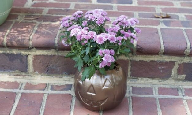 How to Make Inexpensive DIY Pumpkin Planters