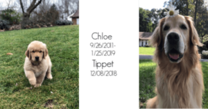 New Puppy Checklist (Essential Supplies Bringing Home New Dog)
