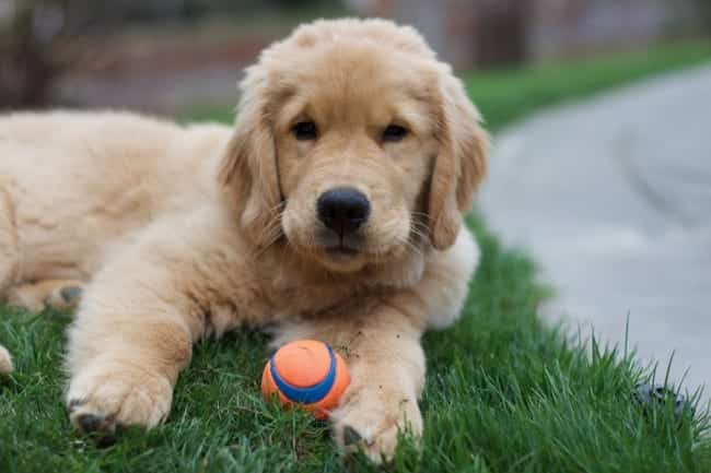 How to Teach a Puppy To Fetch With Our Favorite Chuckit!