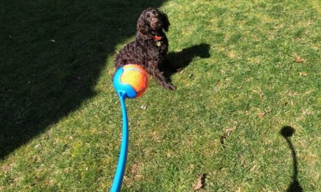 How to Teach Puppy Fetch With Chuckit!