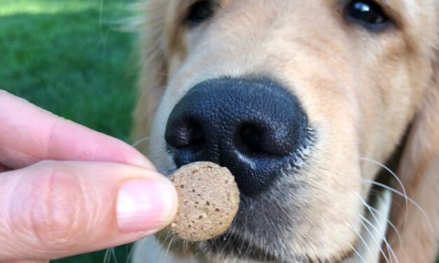 Best Grain Free Dog Treats & CBD Dog / Cat Treats